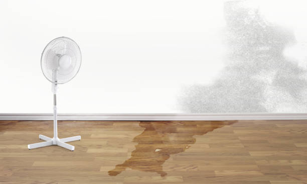 Best Water damage restoration near me  in Cedaredge, CO