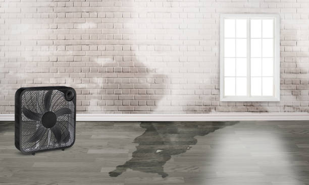 Best Flooded house restoration  in Cedaredge, CO