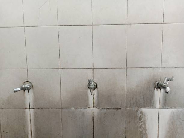 Best Mold removal after water damage  in Cedaredge, CO